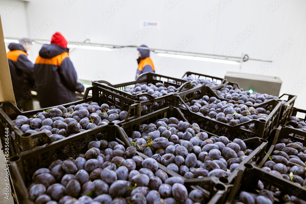 Workers manually sort and inspect the freshly harvested plums on a sorting conveyor belt at the warehouse for sorting, processing, and storage.
