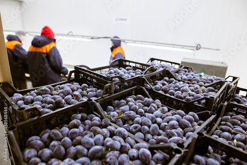 Obraz na płótnie Workers manually sort and inspect the freshly harvested plums on a sorting conveyor belt at the warehouse for sorting, processing, and storage. w salonie