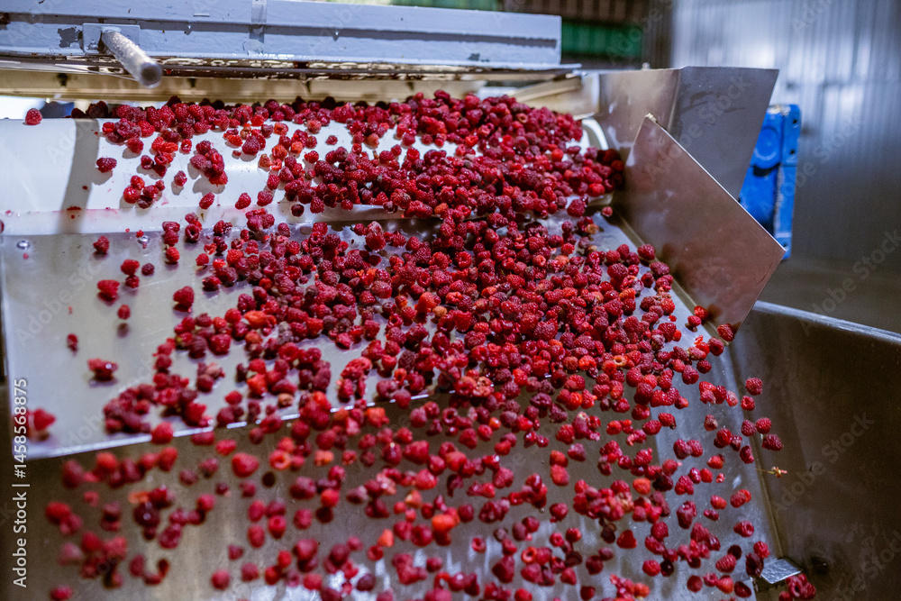 Ripe sweet raspberry fruits cascade like a