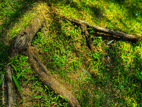 Tree Root on Green Grass in Natural Setting