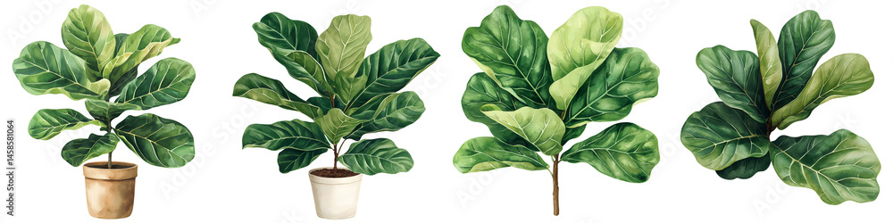 Obraz premium Fiddle-leaf fig plants in pots