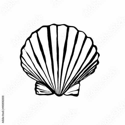 Hand drawn scallop shell vector illustration on isolated background. Detailed hand drawn seashell outline vector