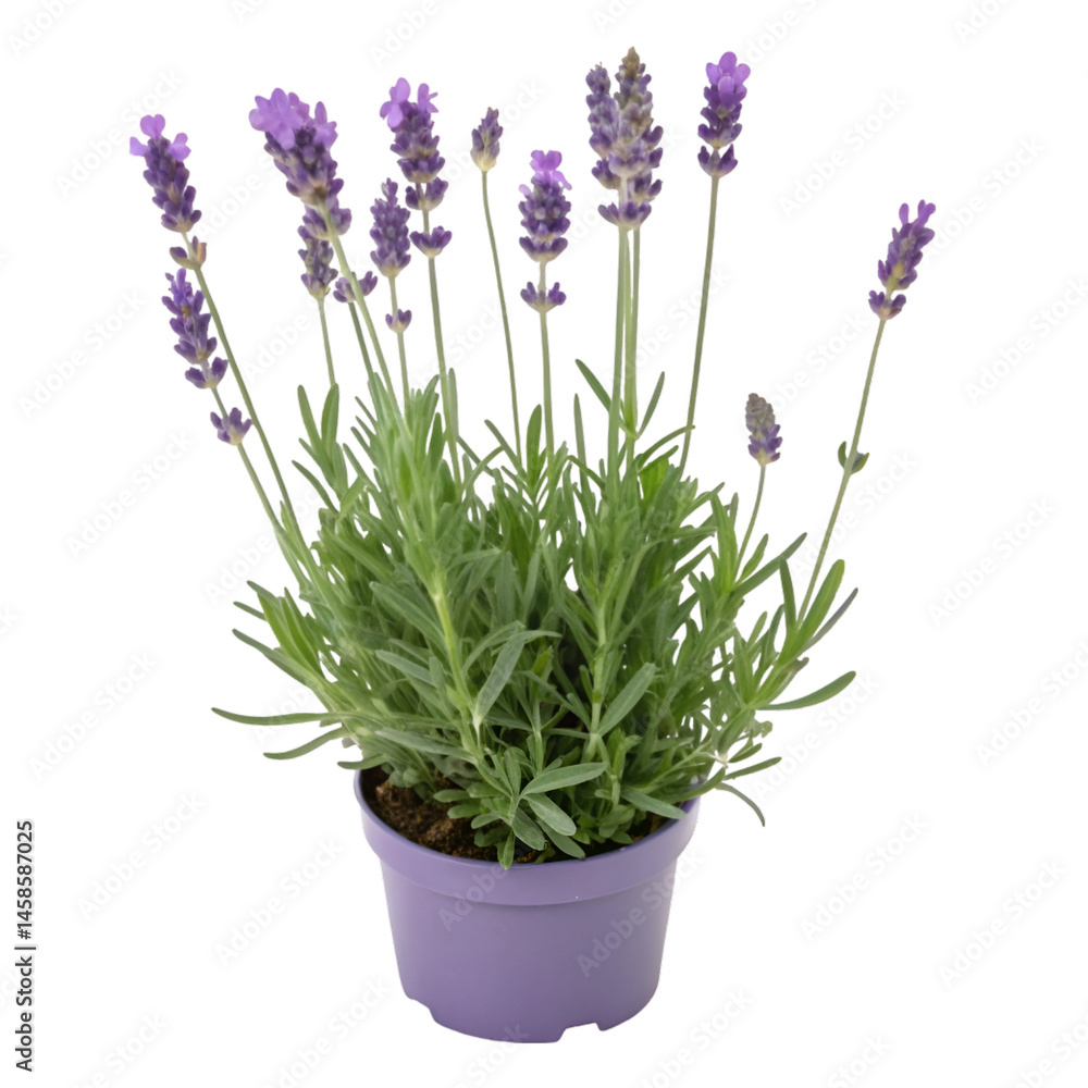 Obraz premium Lavandula hidcote in pot isolated on transparent background