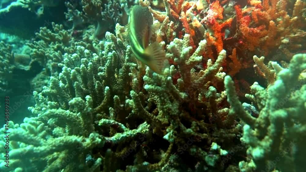 Freckled hawkfish on a coral reef. Freckled hawkfish on a coral reef.