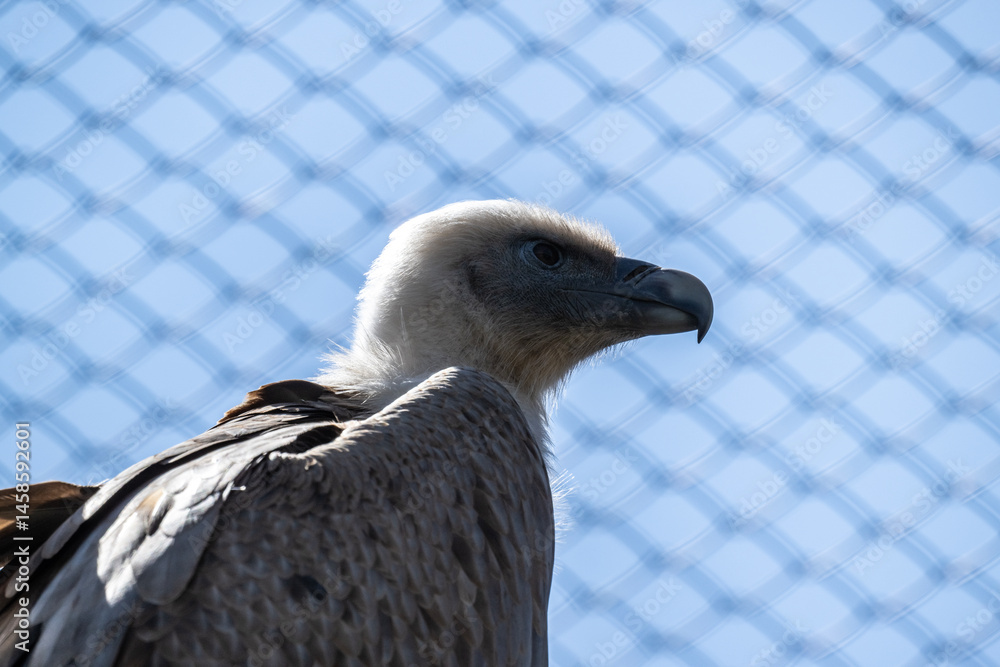 black vulture close-up hunting in natural conditions black vulture close-up hunting in natural conditions