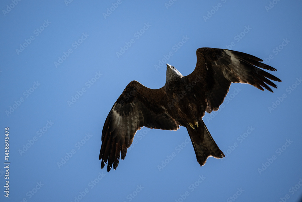Obraz premium black kite close-up hunting in natural conditions
