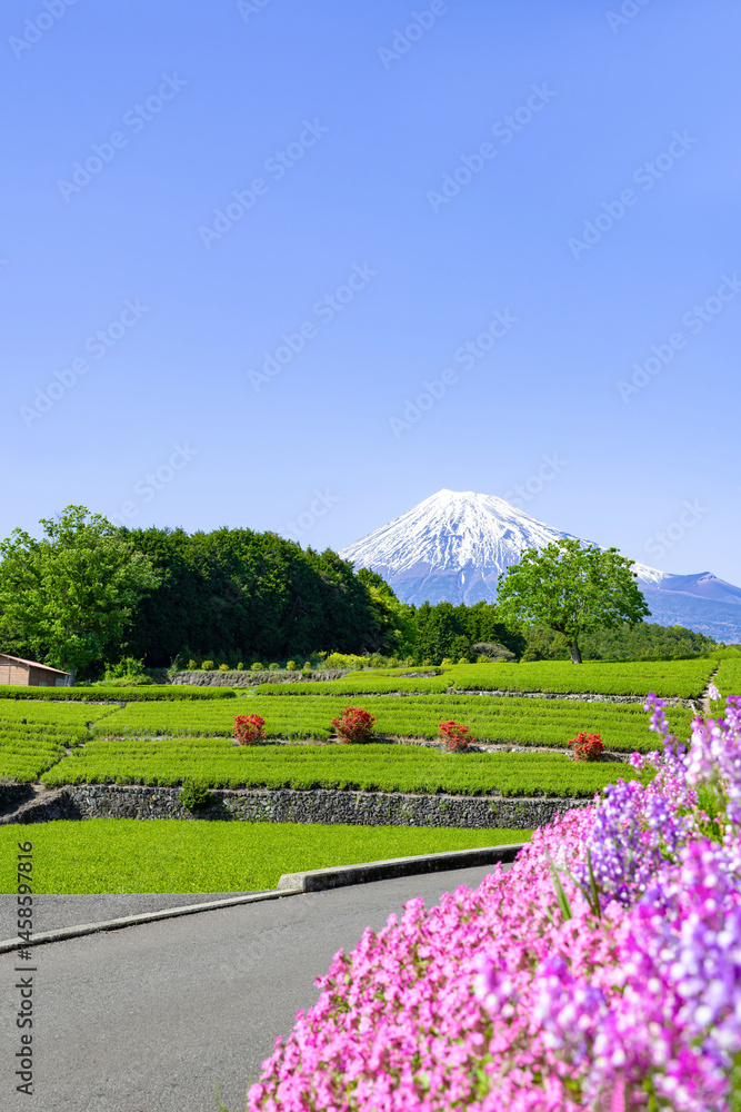 Obraz premium 静岡県富士市 大淵笹場の茶畑