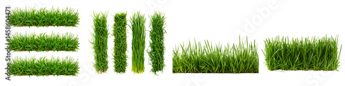 Lush green grass blades in natural environment