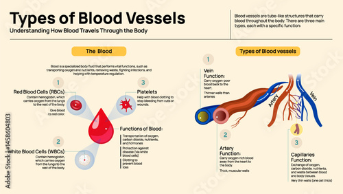 Types of Blood Vessels and Functions of Blood – Educational Diagram for Anatomy