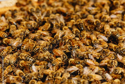 bees on a beehive