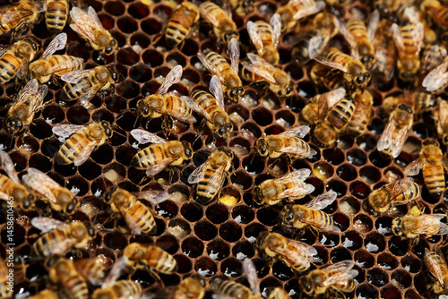 bees on honeycomb