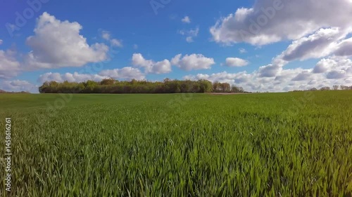 Europa, Latvia Aerial dolly over wheat field, continous green background. Sunny day.