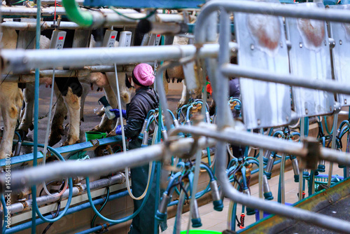 Foto Automated dairy farm milking parlor where cows are being milked using specialized milking machines