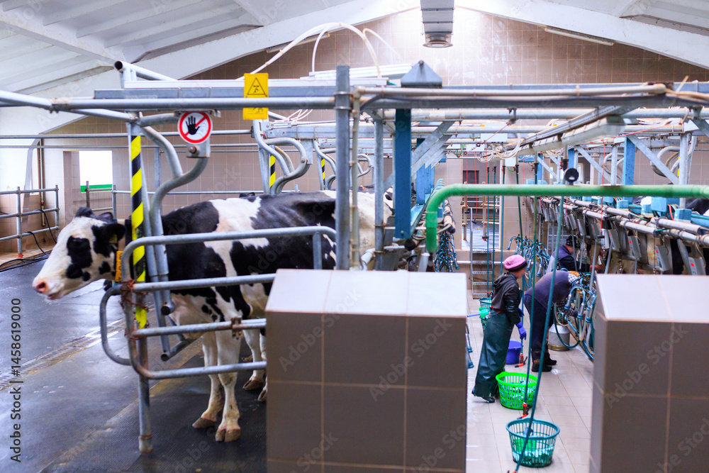 Automated dairy farm milking parlor with cows positioned in stalls. A worker operates specialized milking equipment, surrounded by pipes, hoses, and mechanical components for milk extraction.