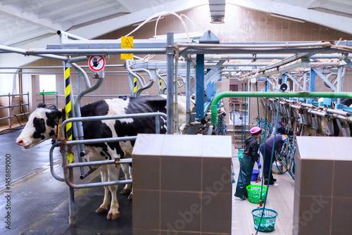 Obraz na płótnie Automated dairy farm milking parlor with cows positioned in stalls. A worker operates specialized milking equipment, surrounded by pipes, hoses, and mechanical components for milk extraction. w salonie