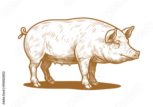 Sketch pig. Hand-drawn vector illustration