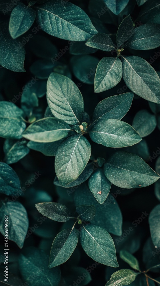 Obraz premium A close up of lush green foliage.