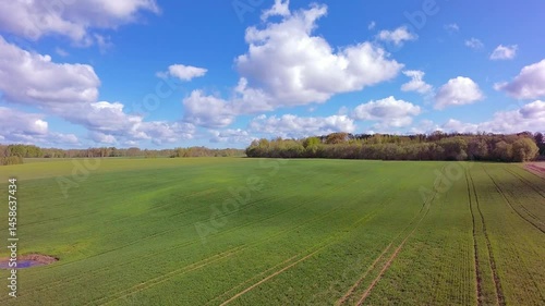 Europa, Latvia Aerial dolly over wheat field, continous green background and tractor tracks. Sunny day.