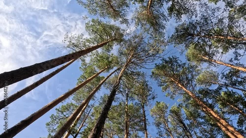 The tree crowns sway in the wind