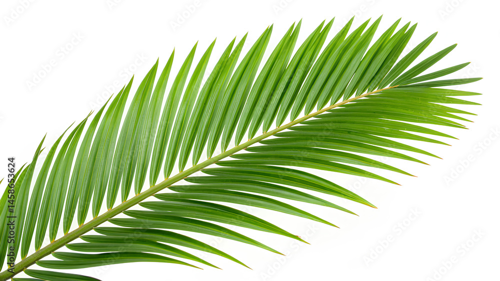Obraz premium A vibrant green palm leaf isolated on a white background, showcasing its tropical aesthetic, symmetry, and natural beauty