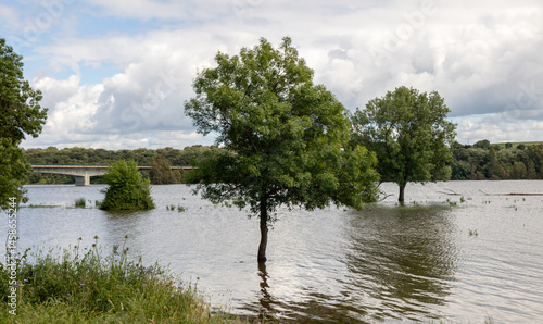 Árbol sobre el lago