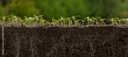 Young tomato plants in the soil with roots. seedlings