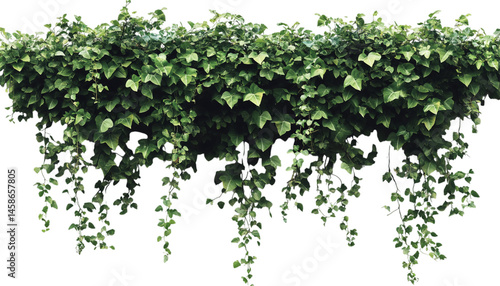 green ivy leaves isolated on transparent background