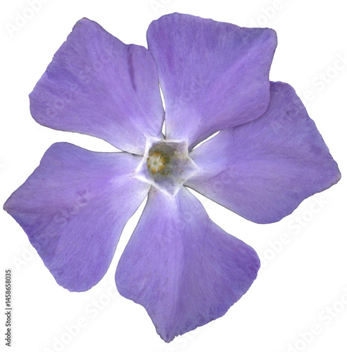 A close up image of a single purple periwinkle flower isolated on a transparent background. The flower displays five delicate, slightly overlapping petals