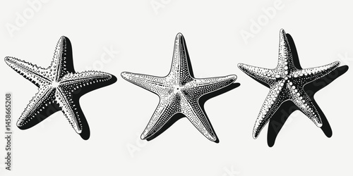 starfish set sketch illustration