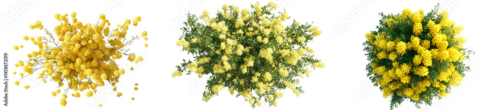 Set of a bouquet of mimosa flowers, isolated on a transparent background. Set of a bouquet of mimosa flowers, isolated on a transparent background.