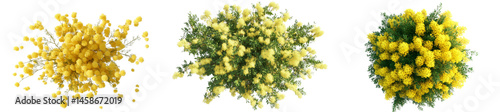 Set of a bouquet of mimosa flowers, isolated on a transparent background.