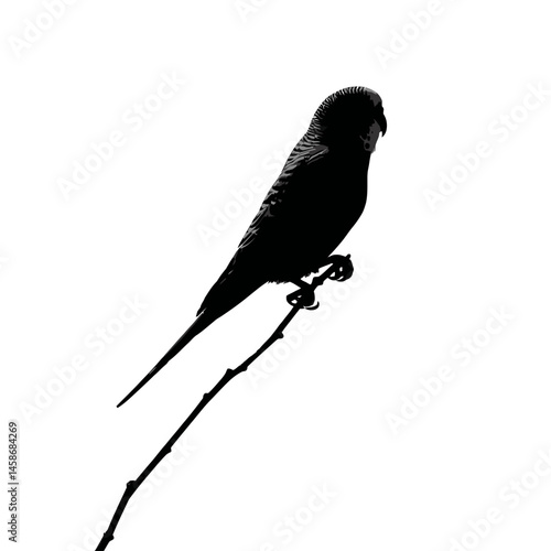 Solid black silhouette of a budgie cheerful, Vector Graphic