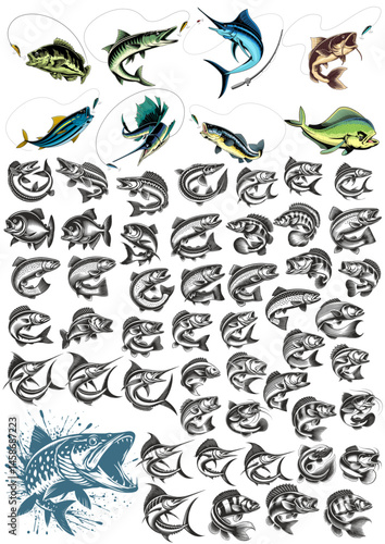 Vector engraving set type different fish. Red drum, anchovy, catfish, cod, flounder, herring, mackerel, pangasius, tilapia, trout, tuna, ell, grouper, mirror carp, monkfish, zander, swordfish, shark