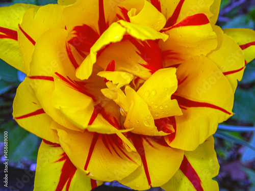 Wallpaper Mural Tulip in bloom, early spring Torontodigital.ca