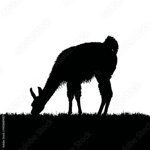 Solid black silhouette of a llama grazing, Vector Graphic
