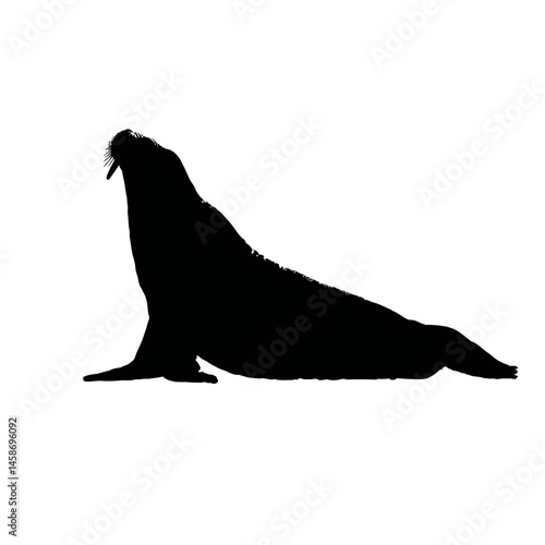 Solid black silhouette of a walrus basking, Vector Graphic
