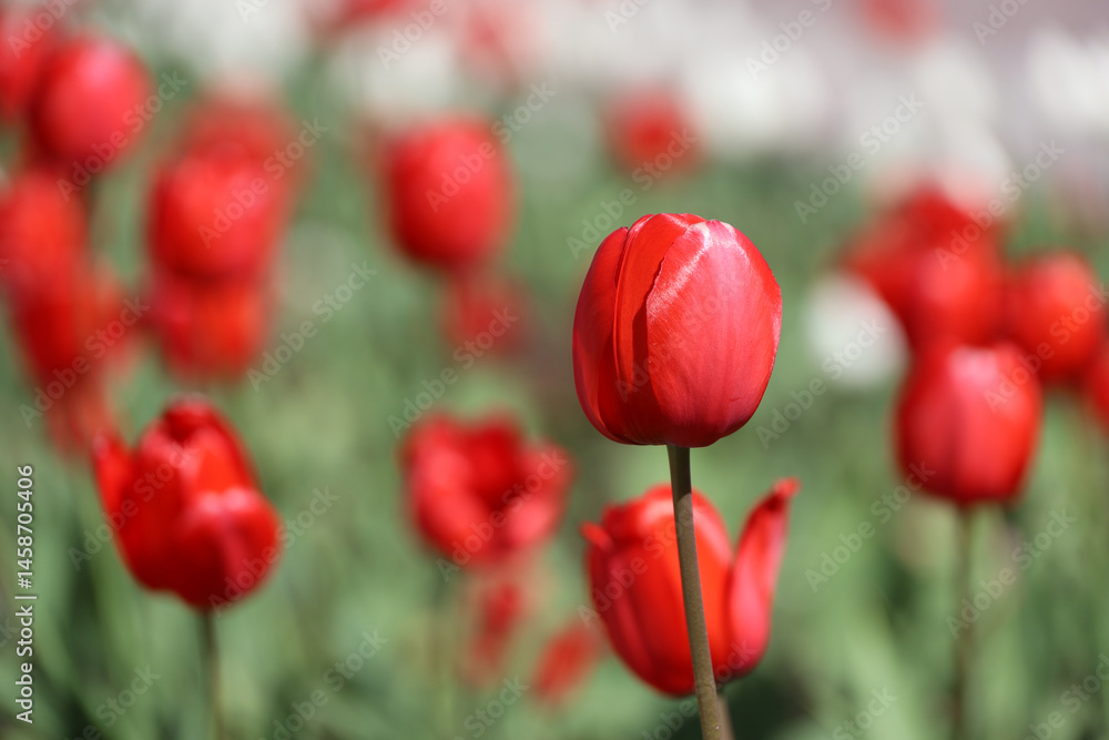 Red and white tulip flowers in sunlight, colorful spring background. Field of blooming tulips, selective focus