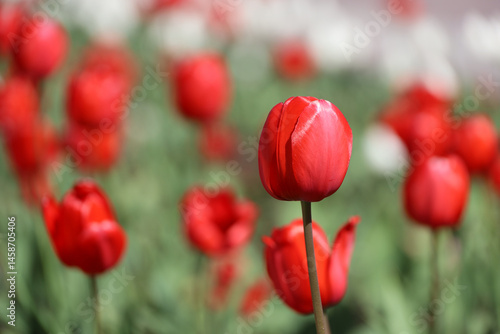 Obraz na płótnie Red and white tulip flowers in sunlight, colorful spring background. Field of blooming tulips, selective focus w salonie
