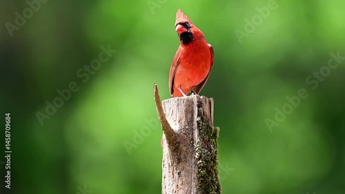 Cardinal perched on a Cedar post 