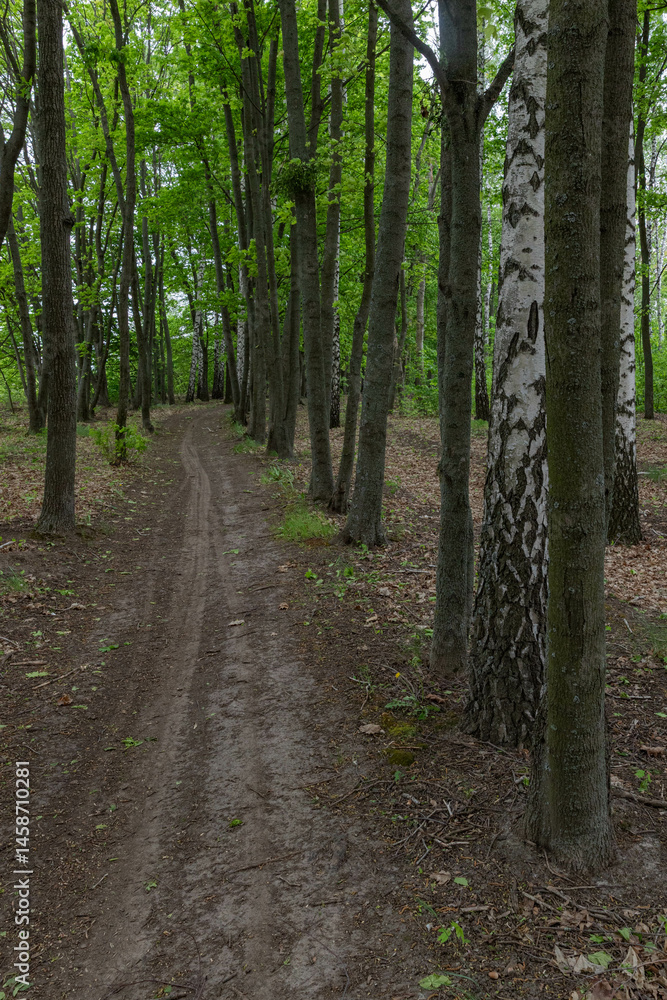 Fototapeta premium a path or bike track between even rows of trees