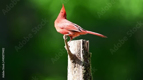 Cardinal perched on a Cedar post 