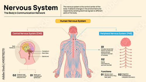 Human Nervous System Diagram – Central and Peripheral System Explained