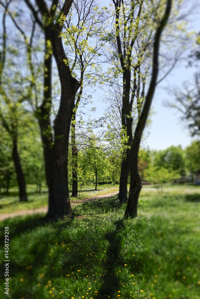Vertical photo of the trees in the park. Photo full of light. Miniature effect, photo edditing special effect. Vertical photo of the trees in the park. Photo full of light. Miniature effect, photo edditing special effect.