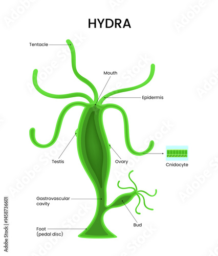 Detailed Anatomical Diagram of Hydra
