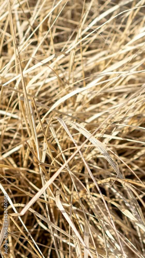brown dry grass. background or texture brown dry grass. background or texture