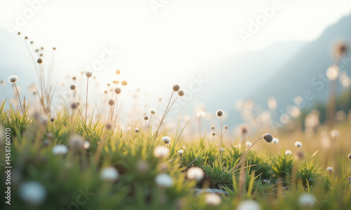 Serene Sunset Meadow Flowers - Soft focus/Bokeh photography