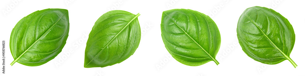 Obraz premium Basil Leaf PNG Set, Transparent Background Isolated