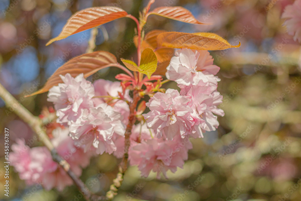 New branch of blooming sakura on a clear sunny day