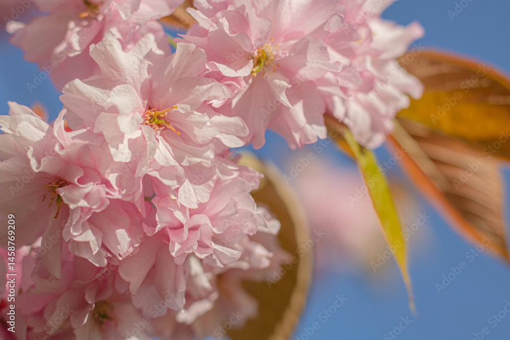 Close-up shot of a branch of cherry blossoms in a close-up shot against a blue sky