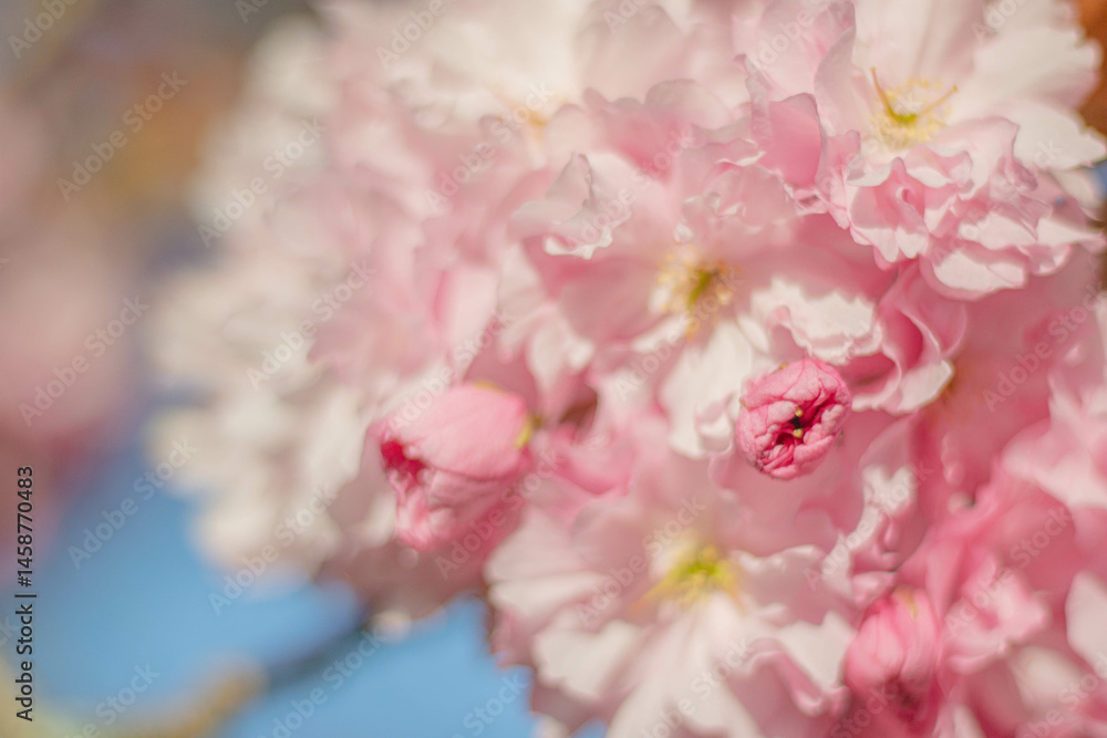 Blooming and blossoming buds of pink decorative cherry in macro shot